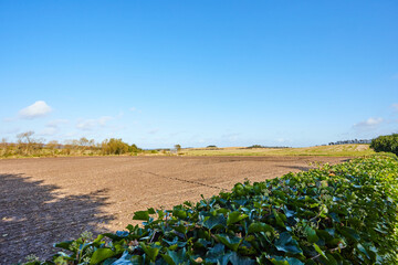 a crop field with a clear blue sky