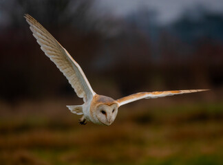 British Barn Owl Hunting