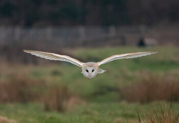 British Barn Owl Hunting