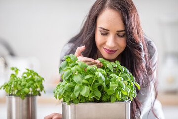 Young brunette woman holding and smelling lovely green basil in her kitchen
