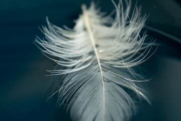 Feder, weiss, Schwan, Wasser