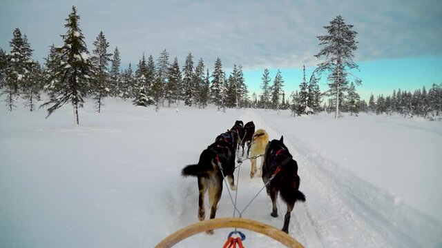 Riding husky sledge in Lapland 