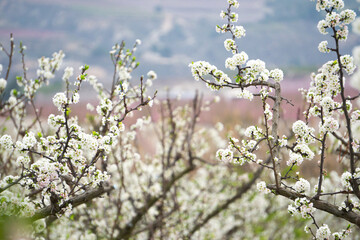 Selective focus of cherry blooming