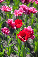 red tulips in summer on a flowerbed on a green background