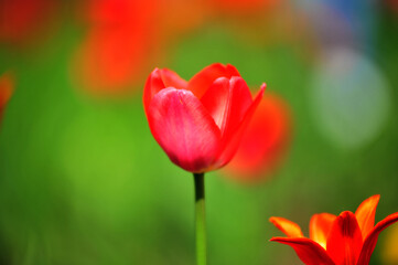 red tulips in summer on a flowerbed on a green background