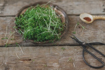 Growing microgreens at home. Fresh watercress sprouts, plate, scissors, spoon, seeds on rustic wood