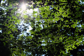 Fototapeta na wymiar The sun's rays make their way through the foliage. Maple foliage against the background of the sky and the sun. Tops of trees in a city park, bottom up view.