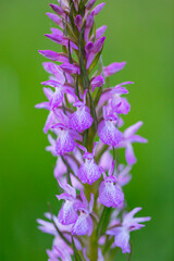 ORCHIDACEAE - ORQUIDEAS, Springtime, Liendo, Cantabria, Spain, Europe