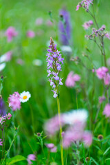 ORCHIDACEAE - ORQUIDEAS, Springtime, Liendo, Cantabria, Spain, Europe