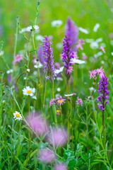 ORCHIDACEAE - ORQUIDEAS, Springtime, Liendo, Cantabria, Spain, Europe