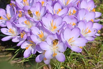 A dense group of purple crocuses in the garden