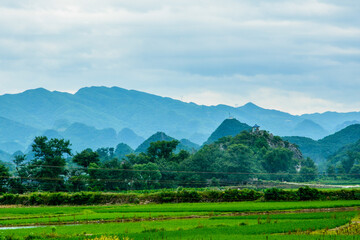 landscape in the summer