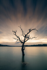 silhouette of a tree in the sunset at the lake