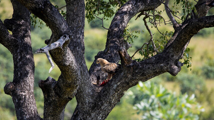 eagle feeding on a leopard kill in a tree