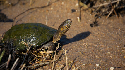 Obraz premium A Pan hinged terrapin out of water
