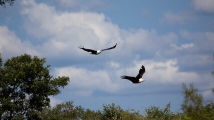 A pair of fish eagles in flight