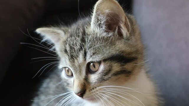 portrait d'un joli petit chaton tigré regardant l'objectif