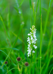 ORCHIDACEAE - ORQUIDEAS, Springtime, Liendo, Cantabria, Spain, Europe