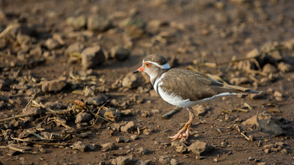 Three-banded plover on the move