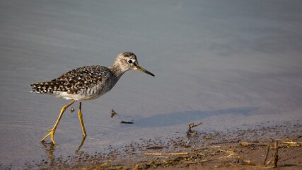 Pectoral sandpiper searching for food