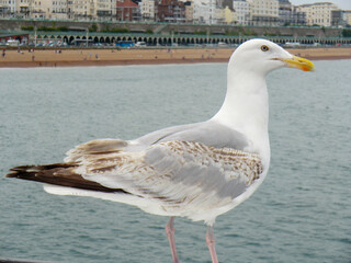 Möwe  am Meer in England