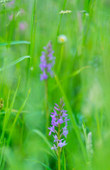 ORCHIDACEAE - ORQUIDEAS, Springtime, Liendo, Cantabria, Spain, Europe