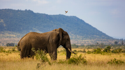 Bull African elephant and carmine bee-eater in air