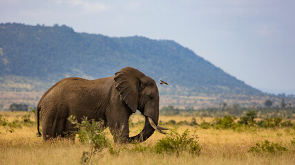 Obraz premium Bull African elephant and carmine bee eater in air