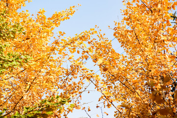 Under the background of blue sky, the beautiful and colorful autumn is a collection of yellow ginkgo leaves