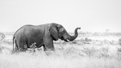 African elephant with trunk in the air - black and white