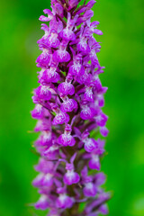 ORCHIDACEAE - ORQUIDEAS, Springtime, Liendo, Cantabria, Spain, Europe