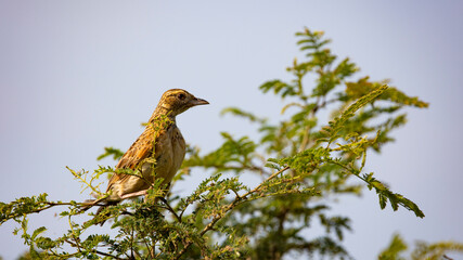 Rufous napped lark in a tree