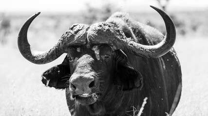 Big buffalo in black and white