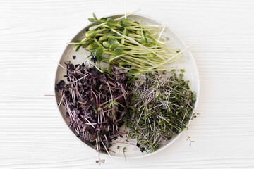 Modern plate with fresh microgreens sprouts on white. Red cabbage, red radish, sunflowers sprouts