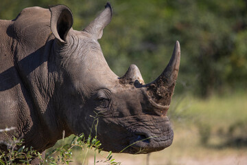 White rhino free in the wild