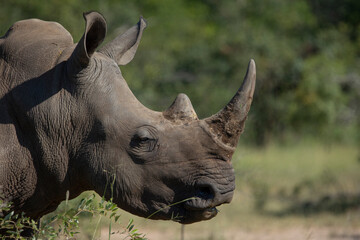 White rhino free in the wild