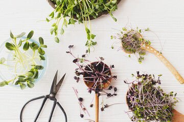 Growing microgreens at home. Fresh red cabbage, red radish, sunflowers, green peas sprouts top view