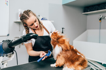 Cavalier King Charles Spaniel on the table for grooming in the beauty salon for dogs. Female...