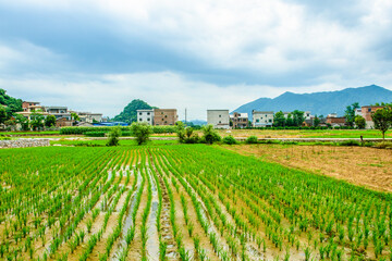 landscape with rice fields
