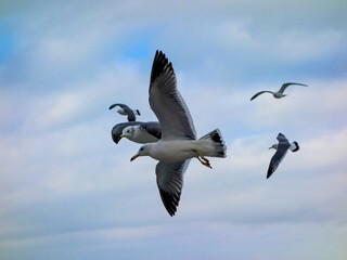 Seagulls are flying freely in the cloudy sky.
