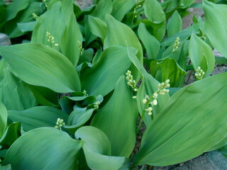 lilies of the valley in the garden on a sunny day