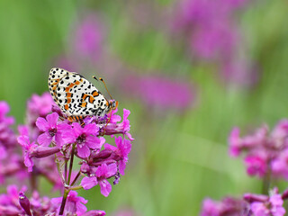 Small butterfly on a pink wildflower on a summer day, outdoors, on a natural blurred nature background close-up.
