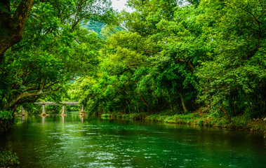 River and forest in summer