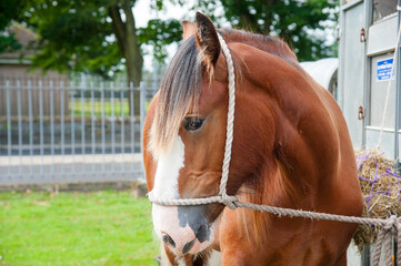 Fototapeta premium Horse tied up with rope halter