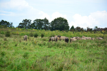 Obraz premium Wild Pferde im Geltinger Birk Naturschutzgebiet bei Flensburg, Schleswig-Holstein, Deutschland