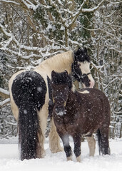 Horse in snow