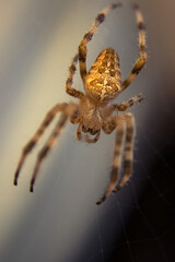 spider_2