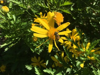 yellow flowers in the garden