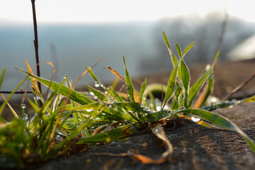 Gras mit Wassertropfen tau im Licht