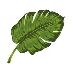 leaf plant exotic
